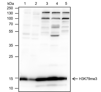 Tri-Methyl-Histone H3 (Lys79) Mouse Monoclonal Antibody