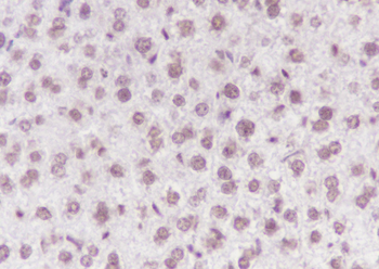 Tri-Methyl-Histone H3 (Lys79) Mouse Monoclonal Antibody