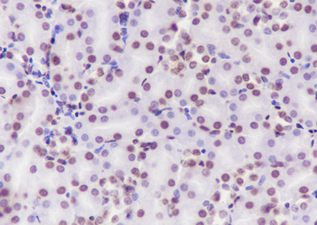 Tri-Methyl-Histone H3 (Lys79) Mouse Monoclonal Antibody