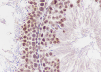 Tri-Methyl-Histone H3 (Lys79) Mouse Monoclonal Antibody