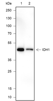 IDH1 Recombinant Mouse Monoclonal Antibody