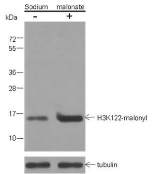 Malonyl-Histone H3 (Lys122) Rabbit Polyclonal Antibody