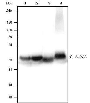ALDOA Recombinant Rabbit Monoclonal Antibody