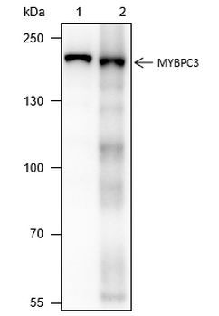 MYBPC3 Recombinant Mouse Monoclonal Antibody