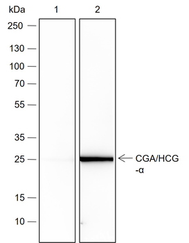 CGA Recombinant Rabbit Monoclonal Antibody