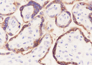 CGA Recombinant Rabbit Monoclonal Antibody