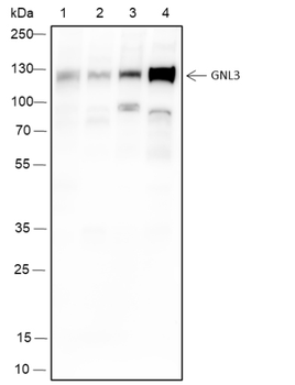 MPP8 Recombinant Rabbit Monoclonal Antibody