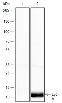 Ly6A Recombinant Rabbit Monoclonal Antibody