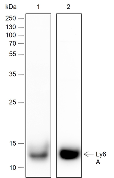 Ly6A Recombinant Rabbit Monoclonal Antibody
