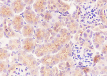 Ly6A Recombinant Rabbit Monoclonal Antibody