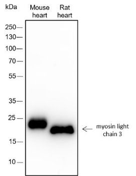 Myosin light chain 3 Recombinant Rabbit Monoclonal Antibody