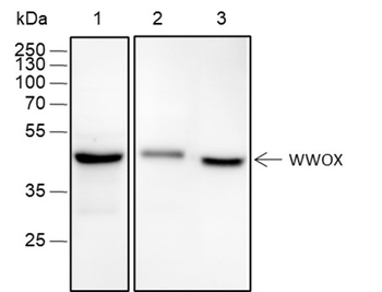 WWOX Recombinant Rabbit Monoclonal Antibody