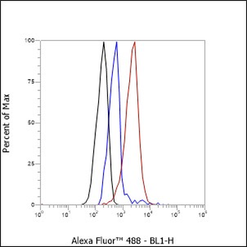 WWOX Recombinant Rabbit Monoclonal Antibody
