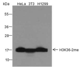 Di-Methyl-Histone H3 (Lys36) Rabbit Polyclonal Antibody