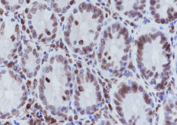 Acetyl-Histone H4 (Lys8) Rabbit Polyclonal Antibody