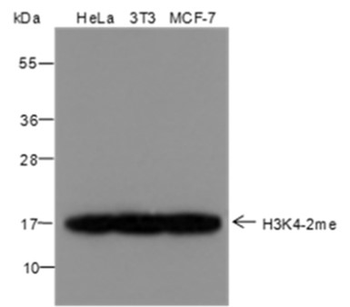 Di-Methyl-Histone H3 (Lys4) Mouse Monoclonal Antibody