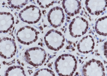 Di-Methyl-Histone H3 (Lys4) Mouse Monoclonal Antibody