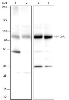 DBR1 Recombinant Mouse Monoclonal Antibody