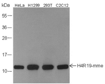 Mono-Methyl-Histone H4 (Arg19) Rabbit Polyclonal Antibody
