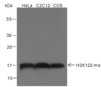 Mono-Methyl-Histone H3 (Lys122) Rabbit Polyclonal Antibody