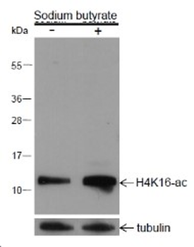 Acetyl-Histone H4 (Lys16) Rabbit Polyclonal Antibody