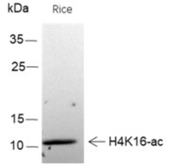 Acetyl-Histone H4 (Lys16) Rabbit Polyclonal Antibody