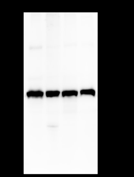 Eef1g Recombinant Rabbit Monoclonal Antibody