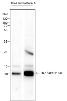 Acetyl-Histone H4 (Lys5/8/12/16) Recombinant Mouse Monoclonal Antibody