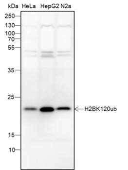 Ubiquityl-Histone H2B (Lys120) Recombinant Mouse Monoclonal Antibody