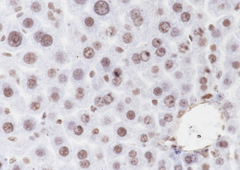 Mono-Methyl-Histone H3 (Lys79) Recombinant Rabbit Monoclonal Antibody