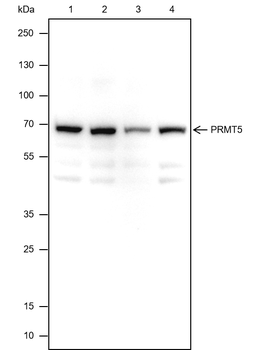 USP15 Recombinant Mouse Monoclonal Antibody