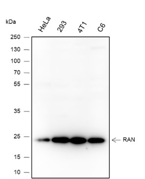 RAN Recombinant Mouse Monoclonal Antibody