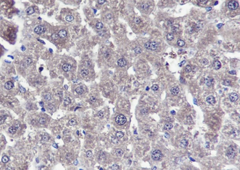RAN Recombinant Mouse Monoclonal Antibody