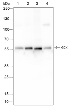 GCK Recombinant Mouse Monoclonal Antibody
