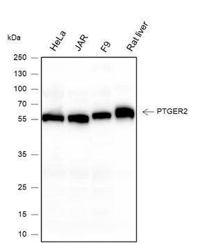 PTGER2 Recombinant Rabbit Monoclonal Antibody