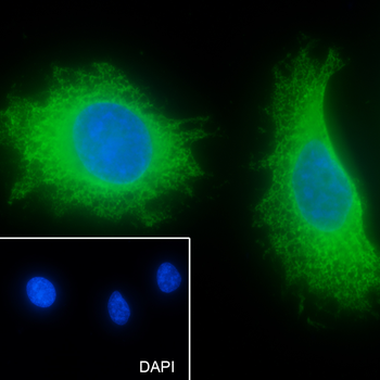 PTGER2 Recombinant Rabbit Monoclonal Antibody