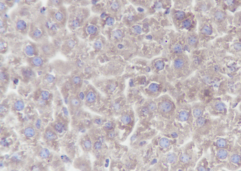 PTGER2 Recombinant Rabbit Monoclonal Antibody