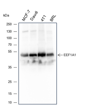 EEF1A1 Recombinant Mouse Monoclonal Antibody