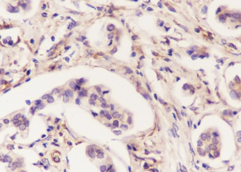 EEF1A1 Recombinant Mouse Monoclonal Antibody