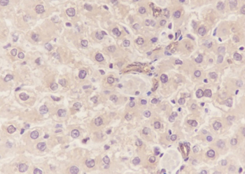 EEF1A1 Recombinant Mouse Monoclonal Antibody