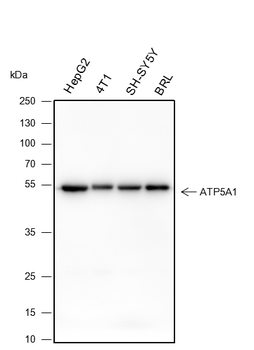 ATP5A1 Recombinant Mouse Monoclonal Antibody