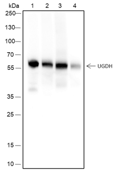UGDH Recombinant Mouse Monoclonal Antibody