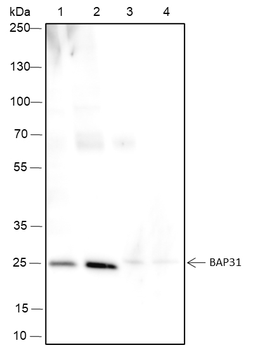 BAP31 Recombinant Rabbit Monoclonal Antibody