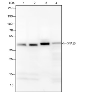 GNA13 Recombinant Mouse Monoclonal Antibody