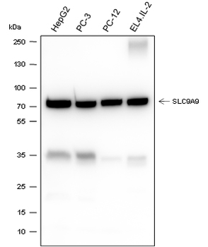 SLC9A9 Recombinant Mouse Monoclonal Antibody