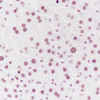 Phospho-Histone H3 (Ser10) Recombinant Mouse Monoclonal Antibody