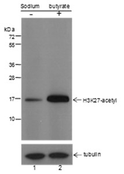 Acetyl-Histone H3 (Lys27) Mouse Monoclonal Antibody