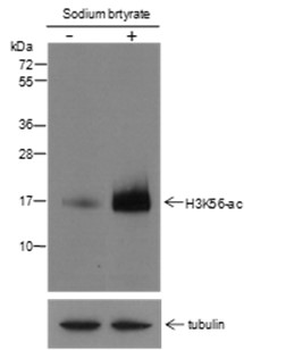 Acetyl-Histone H3 (Lys56) Mouse Monoclonal Antibody