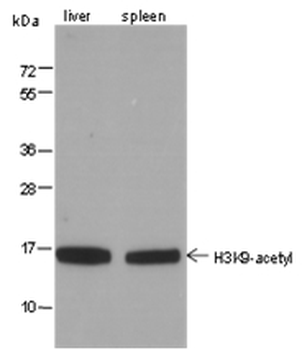 Acetyl-Histone H3 (Lys9) Mouse Monoclonal Antibody