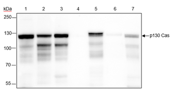P130 Cas Recombinant Rabbit Monoclonal Antibody